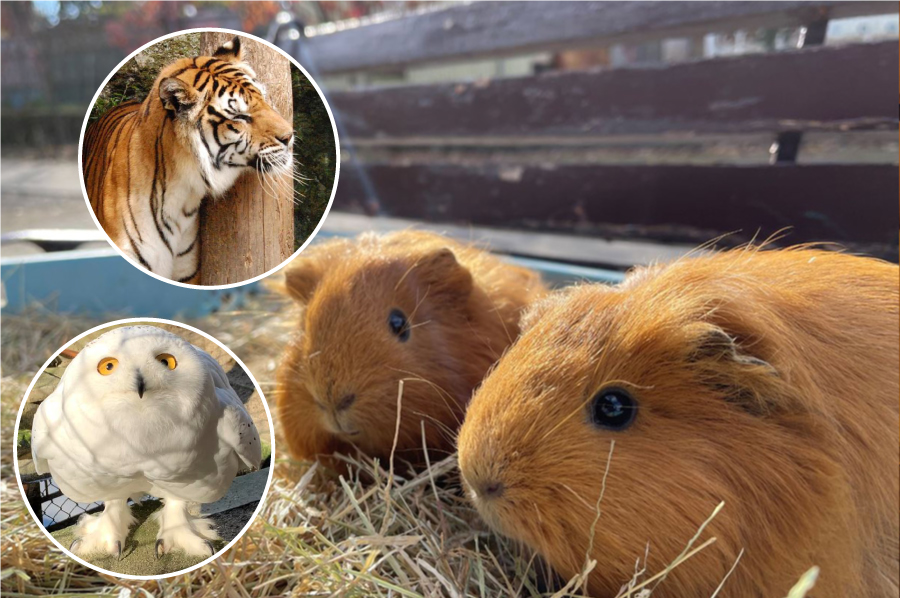 須坂市動物園